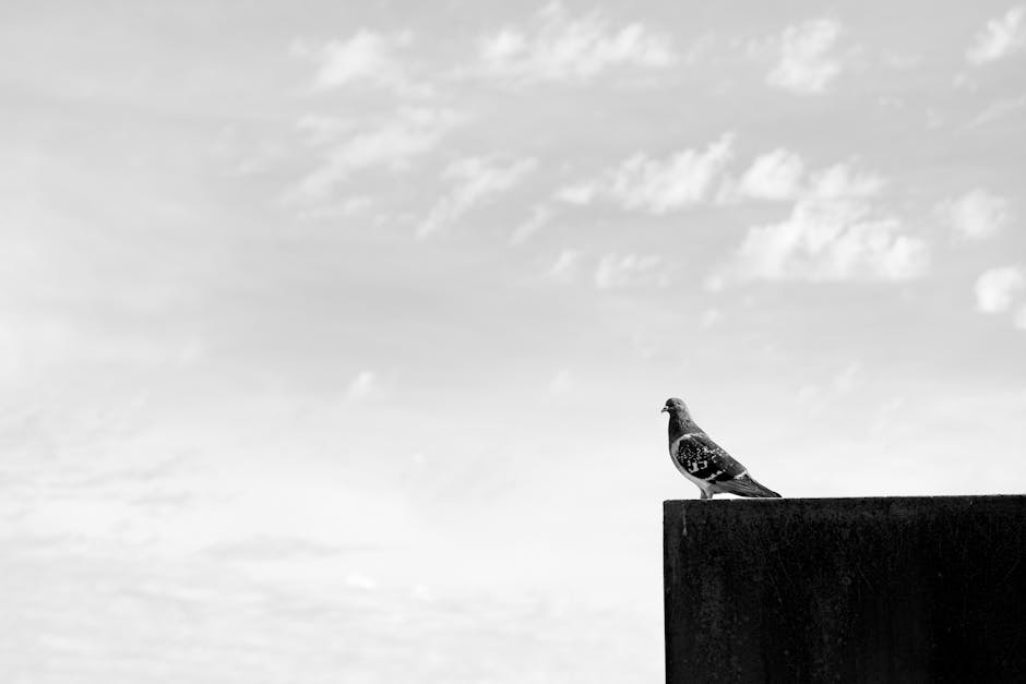 A lone pigeon perches on a ledge against a vast, cloudy sky in Buenos Aires.