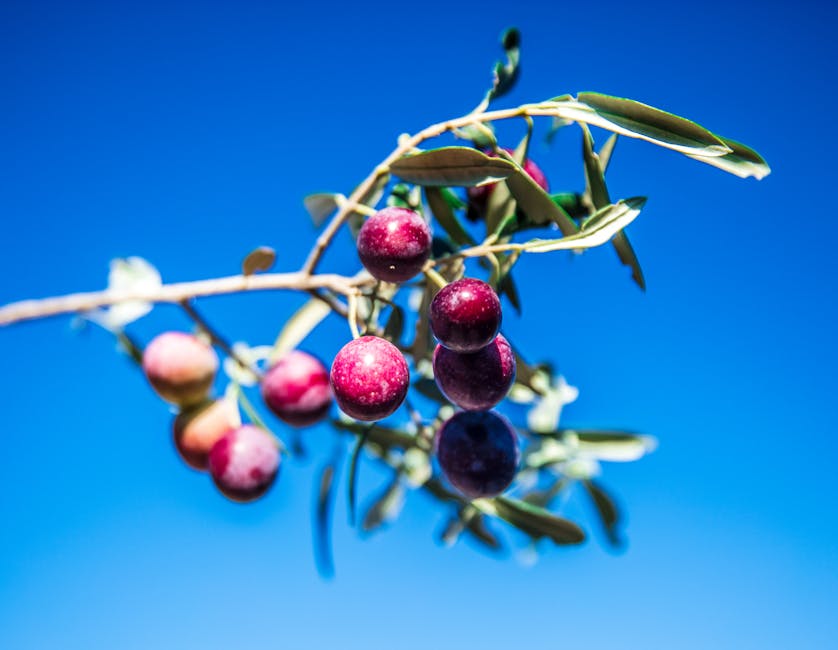 Close-up of ripe purple olives on a tree branch with a bright blue sky background, emphasizing natural growth.