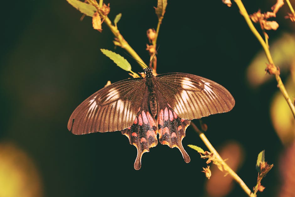 Detailed view of a Common Mormon butterfly perched on a branch in Sundergarh, India.