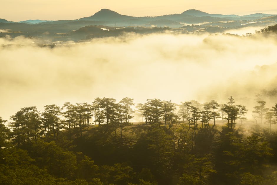Serene misty landscape with pine trees in Đà Lạt, creating a peaceful dawn scene.