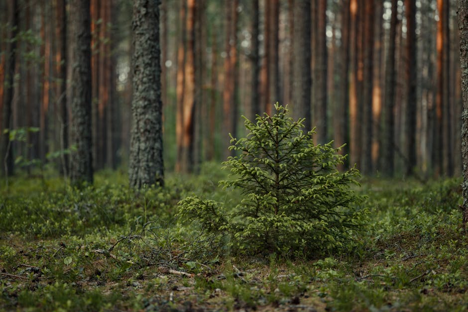 Free stock photo of boreal forest, conifer, evergreen tree