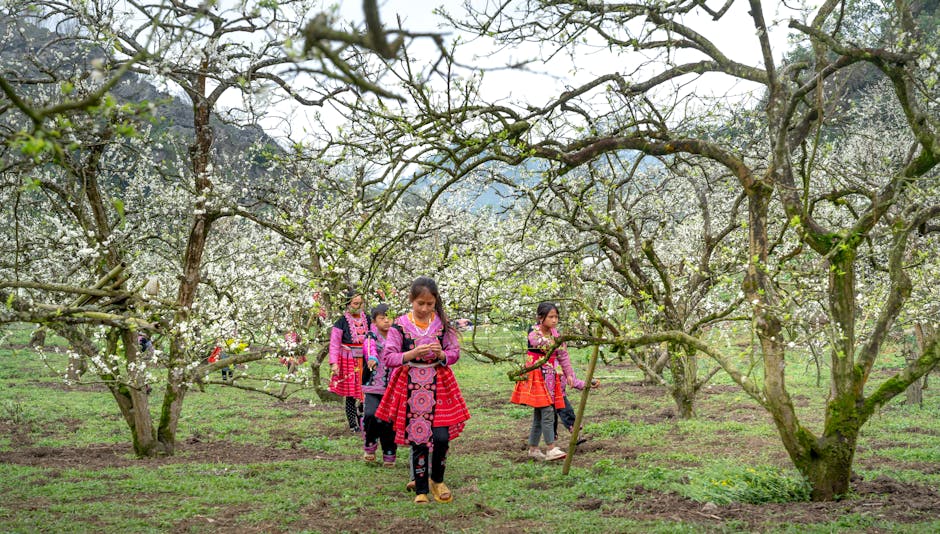 Children wearing traditional clothing walk through a blooming plum orchard in Vietnam.